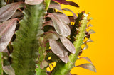 A Euphorbia Trigona Red cactus closeup image.