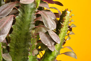 A Euphorbia Trigona Red cactus closeup image.