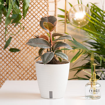 A Ficus Ruby plant sits on a white table with a glass & gold mister to its' right. The plant has beautiful deep red & creamy red foliage. It is in a white self-watering decor container. 