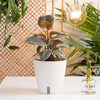 A Ficus Ruby plant sits on a white table with a glass & gold mister to its' right. The plant has beautiful deep red & creamy red foliage. It is in a white self-watering decor container. 