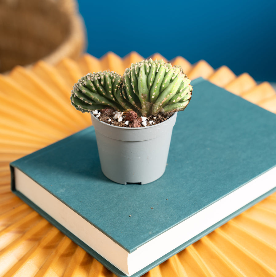 A Crested Cacti sits on a blue book on to of a round yellow coffee table. 