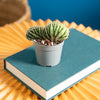 A Crested Cacti sits on a blue book on to of a round yellow coffee table. 