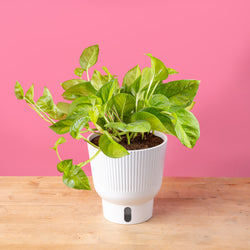 A medium 6in Global Green plant sits on a light wooden table with a bright pink backdrop. The plant boasts beautiful medium-sized leaves with varying shades of green and yellow. The plant is inside a white self-watering decor container. 