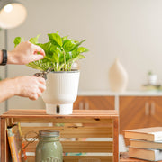 A Global Green plant sits on a light wooden shelf. A hand extends out with a pair of shears to trim the foliage. The plant boasts beautiful medium-sized leaves with varying shades of green and yellow. The plant is inside a white self-watering decor container. 
