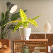 A medium 6in Golden Crocodile plant sits on a light wooden table