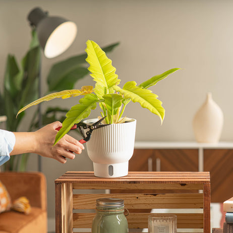 A medium 6in Golden Crocodile plant sits on a light wooden table. A hand extends out with red shears to trim the foliage. 