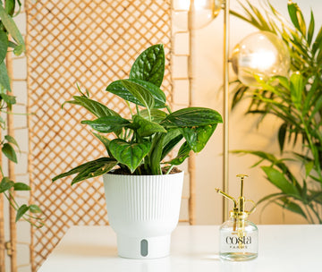 A medium 6in Green Galaxy plant sits on a white table with a glass & gold mister to its' right. The plant has beautiful green foliage with a unique texture on the leaves. It is in a white self-watering decor container. 