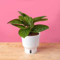 A Monstera Cobra plant sits on a light wooden table with a bright pink backdrop. The foliage is a dark green with white variegation. The leaf shape is a rounded-pointed shape. 