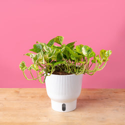 A medium 6in Lemon Meringue plant sits on a light-wooden table with a bright pink backdrop. The plant has small green and yellow leaves. 