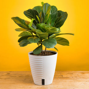 A Little Fiddle Leaf Fig plant sits on a light wooden table with a bright yellow backdrop. The plant is in a white self-watering container. 