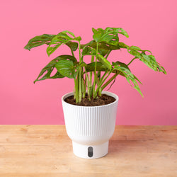 A Monstera Cobra plant sits on a light wooden table with a bright pink backdrop. The foliage is a dark green with white variegation. The leaf shape is a rounded-pointed shape. 