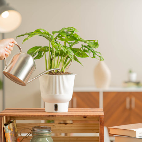 A medium 6in Little Swiss Monstera plant sits on a wooden shelf. A hand extends out with a silver watering can to water the soil. The plant has unique pointed leaves with many fenestrations. It is in a white self-watering decor container. 
