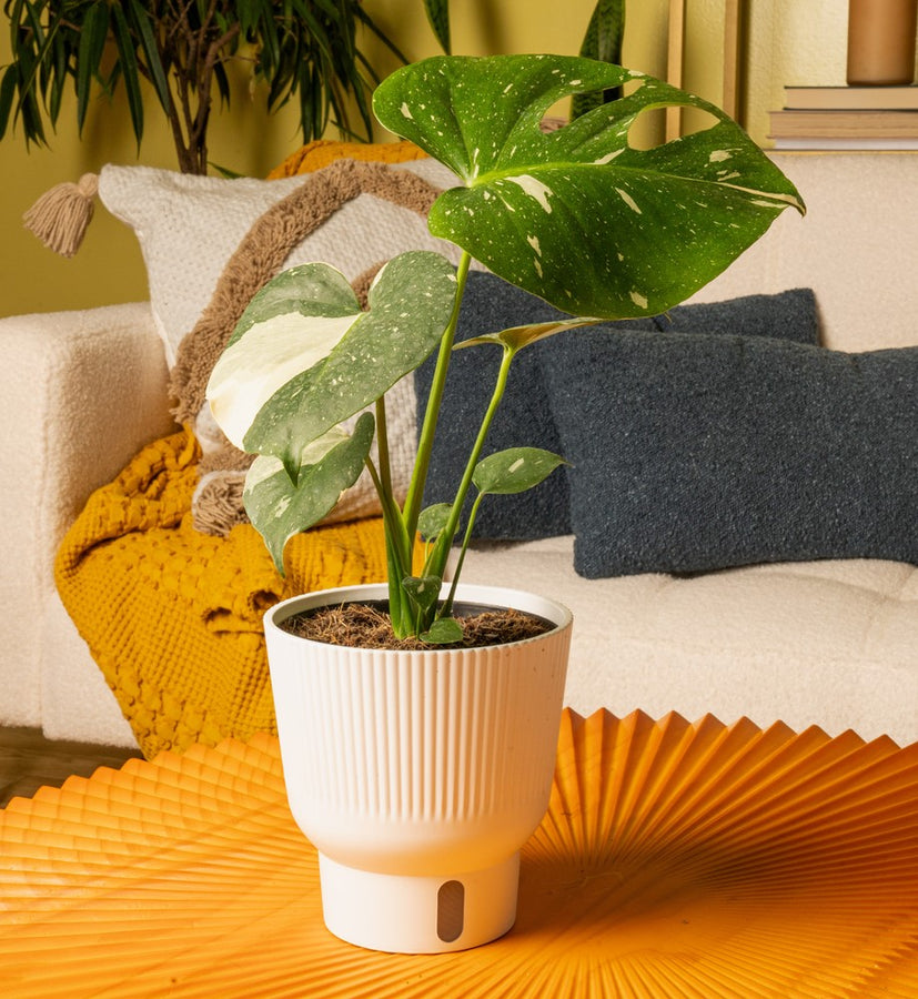 A beautiful image of the Thai Constellation plant sitting on a bright yellow coffee table. 