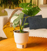 A beautiful image of the Thai Constellation plant sitting on a bright yellow coffee table. 