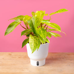 An Albo Pothos plant in a 6in diameter white self-watering container sits on a light wooden table with a bright pink backdrop. The leaves are pointed and vine downwards with green and white variegated foliage. 