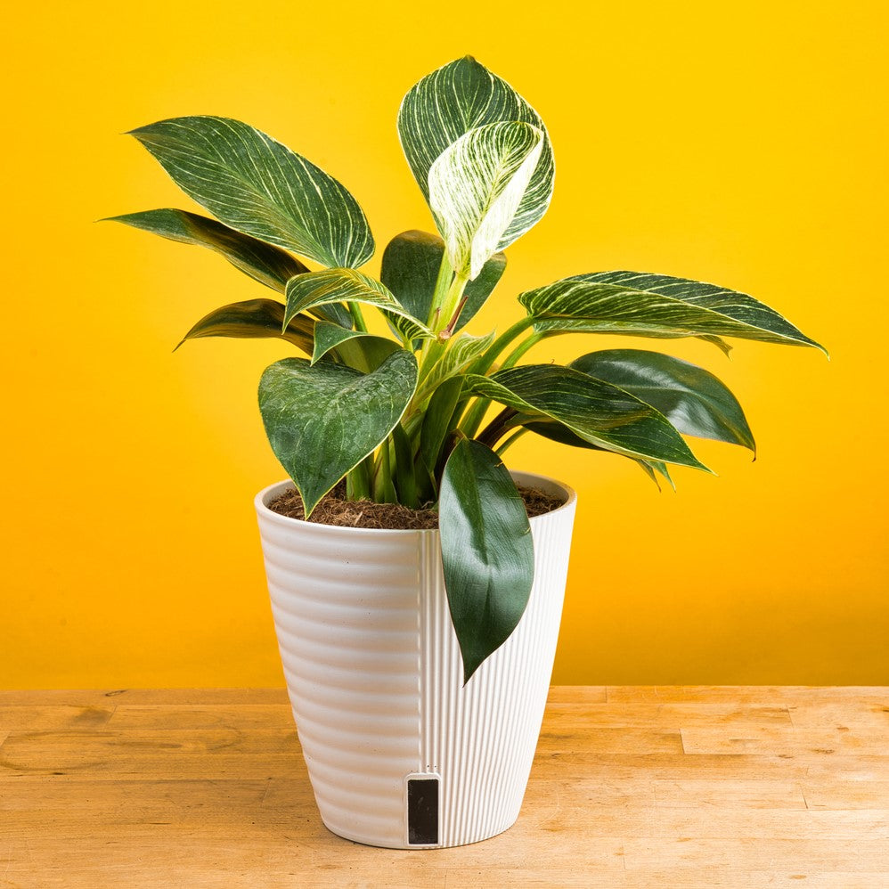 A Philodendron Birkin plant sits on a light wooden table with a yellow backdrop. The leaves are a dark green with many thin white stripes. It is in a white self-watering container. 