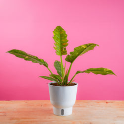 A medium 6in Raven ZZ plant sits on a light wooden table with a bright pink backdrop. The plant has amazing dark green & black foliage. It is in a white self-watering decor container. 