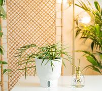 A Philodenderon Tortum plant sits on a white table with a Costa Farms clear plant mister to its' right. 