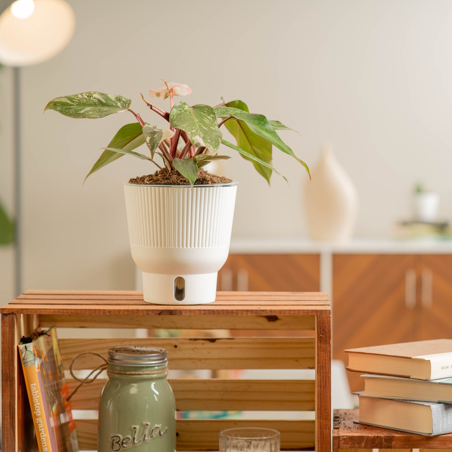 Pink Princess Philodendron medium Costa Farms