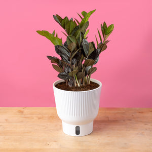 A medium 6in Raven ZZ plant sits on a light wooden table with a bright pink backdrop. The plant has amazing dark green & black foliage. It is in a white self-watering decor container.
