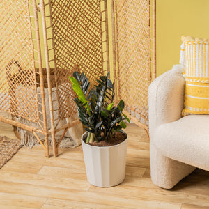 A large Raven ZZ plant in a white fluted vertical decor pot. The plant is set in a well-decorated living space. 