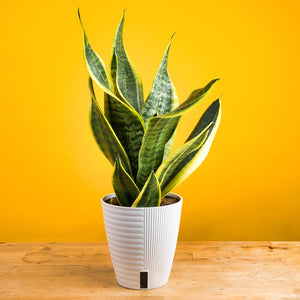 A medium Snake plant in a white self-watering decor pot. The plant sits on a light wooden table with a yellow backdrop. 