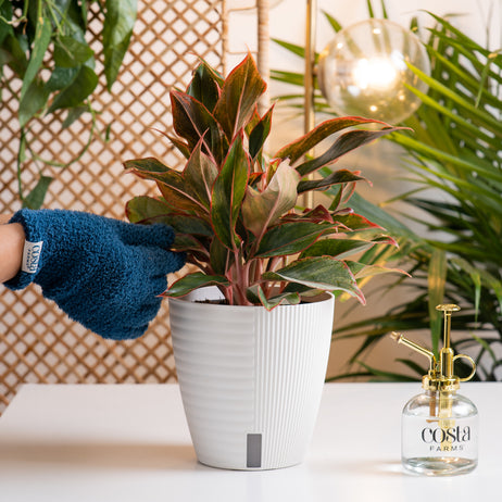 A Siam Aurora plant sits on a white table with a hand extending out wearing blue fuzzy gloves to tend to the plant. The plant has green & red foliage and is in a white self-watering decor container.