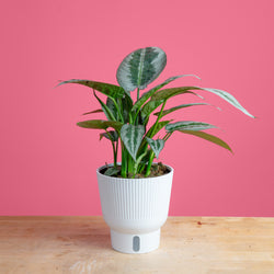 An Albo Pothos plant in a 6in diameter white self-watering container sits on a light wooden table with a bright pink backdrop. The leaves are pointed and vine downwards with green and white variegated foliage. 