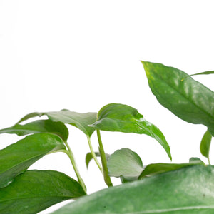 A closeup image of the Skeleton Key plant. It has small pointed green leaves.