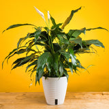 A medium Peace Lily sits on a light wooden table with a yellow backdrop. The plant has white blooms and green foliage. It is inside a 6in diameter white self-watering container. 