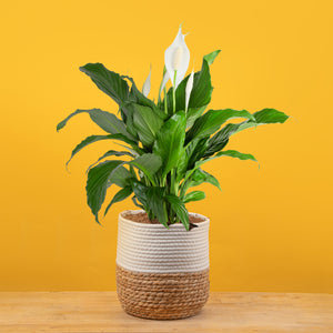 A  large peace lily plant in a 10in two-tone weave basket with a yellow background. The peace lily plant has a open bloom and a few closed blooms. 