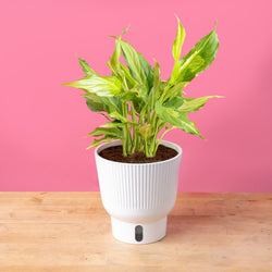 An Albo Pothos plant in a 6in diameter white self-watering container sits on a light wooden table with a bright pink backdrop. The leaves are pointed and vine downwards with green and white variegated foliage. 