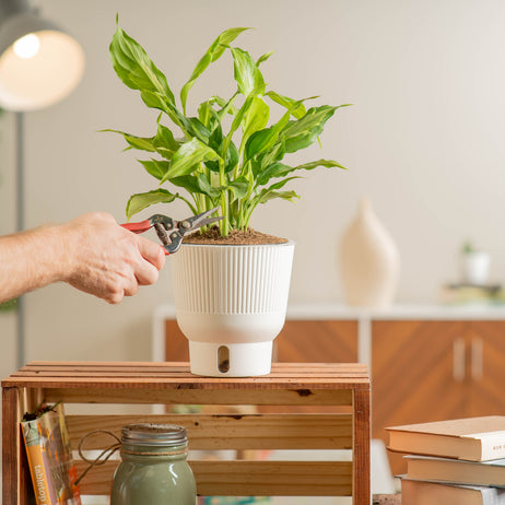 A Spathonema Aglaonema plant sits on a light-wooden table. A hand extends out to trim the foliage of the plant.