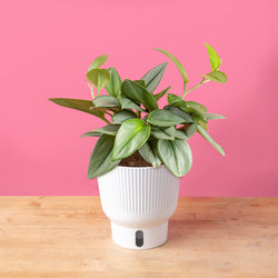 A medium 6in Sterling Silver plant sits on a light wooden table with a bright pink backdrop. The unique leaves grow upwards and have beautiful silvery leaves. It is inside a white self-watering decor container. 