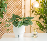 A medium 6in Sterling Silver plant sits on a white table with a glass & gold mister to its' right. The unique leaves grow upwards and have beautiful silvery leaves. It is inside a white self-watering decor container. 