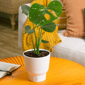 A Thai Constellation plant in a white self-watering decor pot. The backdrop is in a styled living room with a white fuzzy couch and bright yellow coffee table. 