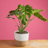 A Thai Constellation plant site on a light wooden table with a pink backdrop. The plant sits inside of a two-tone weave decor basket measuring about 10 inches in diameter.