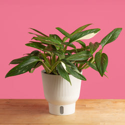A Monstera Cobra plant sits on a light wooden table with a bright pink backdrop. The foliage is a dark green with white variegation. The leaf shape is a rounded-pointed shape. 