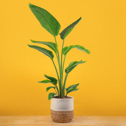 Large bamboo palm plant in two-tone weave basket with yellow background.