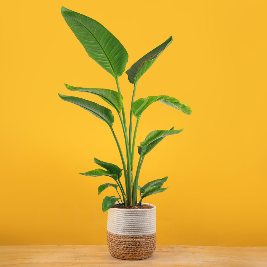 A white bird of paradise plant in a 10in two-tone weave basket with yellow background. 
