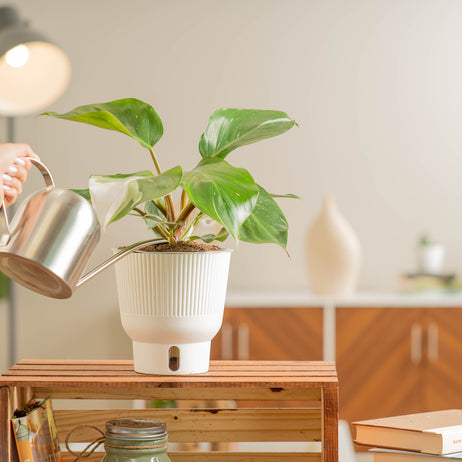 A White Knight plant sits on a light-wooden table. The plant has amazing green leaves with splashes of white variegation.  A hand extends out with a silver watering can to water the plant. 