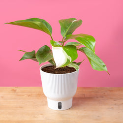 A medium 6in Sterling Silver plant sits on a light wooden table with a bright pink backdrop. The unique leaves grow upwards and have beautiful silvery leaves. It is inside a white self-watering decor container. 