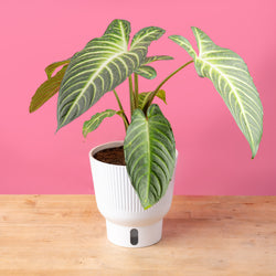 A medium 6in Global Green plant sits on a light wooden table with a bright pink backdrop. The plant boasts beautiful medium-sized leaves with varying shades of green and yellow. The plant is inside a white self-watering decor container. 