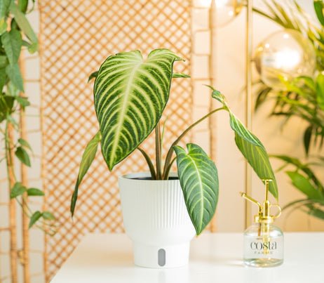 A medium 6in Xanthosoma plant sits on a white table with a glass & gold mister. The plant has huge, pointed leaves with an interesting green and light green pattern. It is in a white self-watering decor container. 