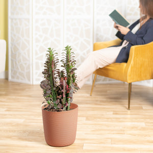 A large Euphorbia Trigona Red cactus in a brown decor container set in a living room space.