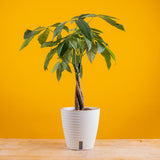 A medium sized Money Tree plant sits on a light wooden table with a yellow backdrop. The foliage is green and the trunk is braided. It is inside a self-watering decor container. 