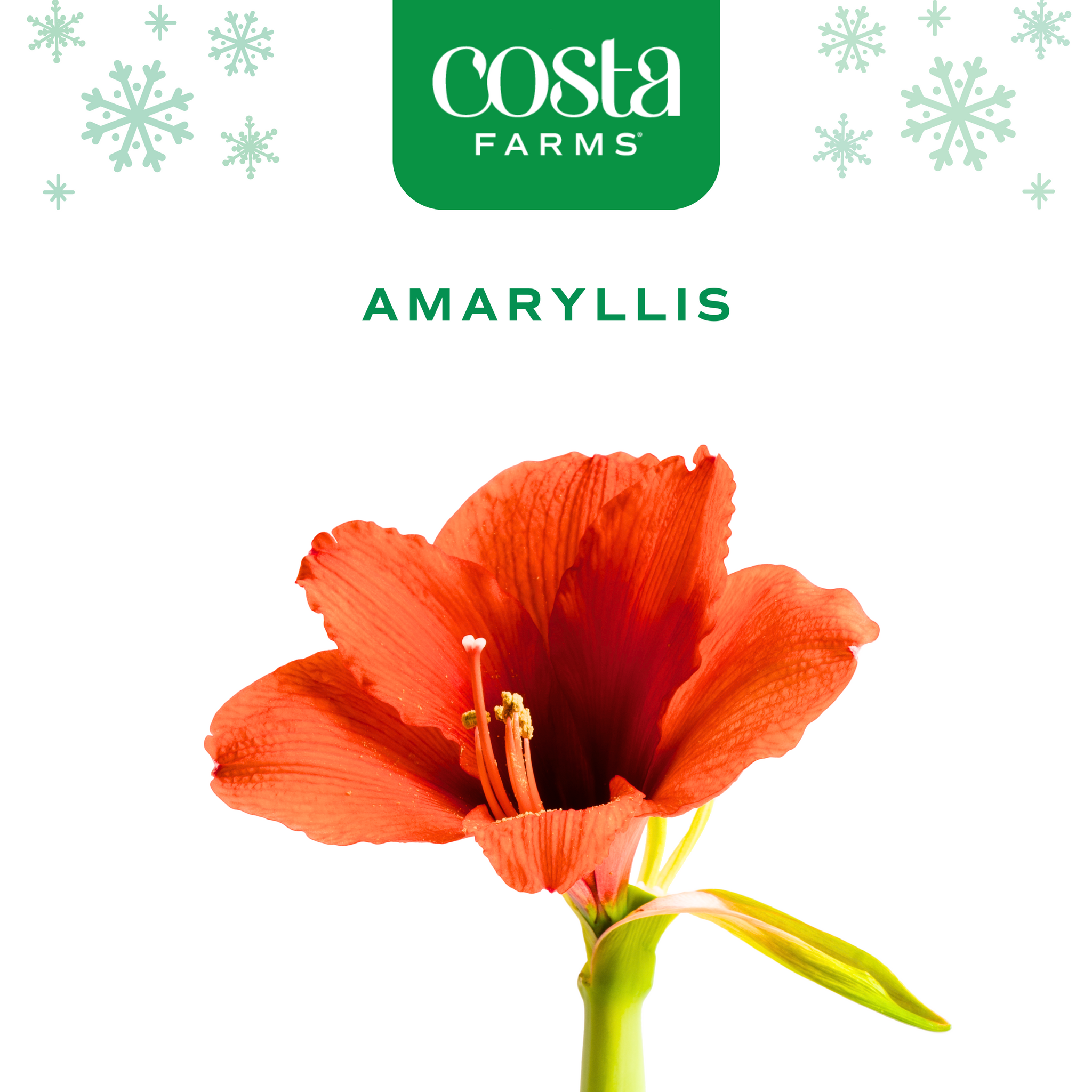 A close up image of the amaryllis bloom with the Costa Farms logo at the top. 