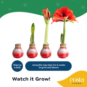 Amaryllis infographic showing the 4 stages of Amaryllis from bud form to bloom.