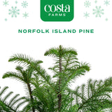 A norfolk island pine close up image with the Costa Farms logo at the top. 