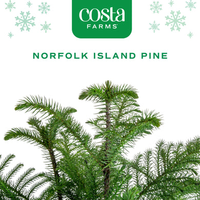 Norfolk Island Pine | medium – Costa Farms